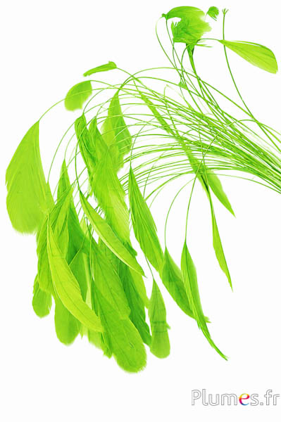 Coquetip - 20-25 cm - lime